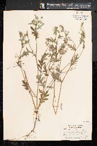 Phacelia purshii image