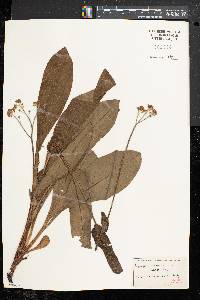 Cynoglossum virginianum image