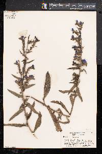 Echium vulgare image