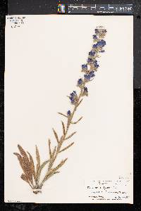 Echium vulgare image