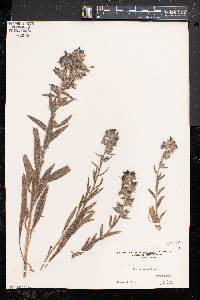 Echium vulgare image