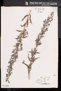 Echium vulgare image