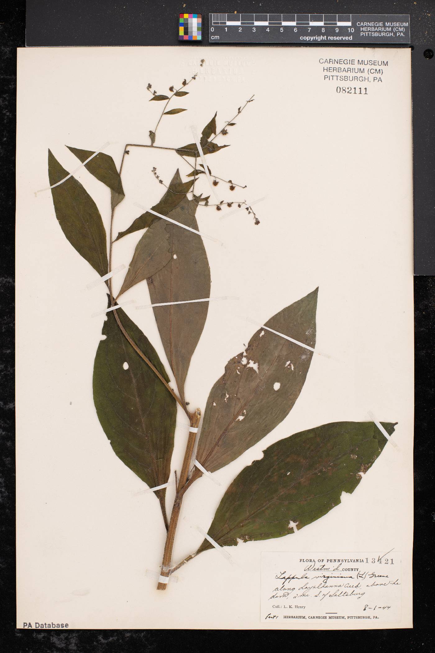 Lappula virginiana image