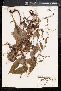 Hackelia virginiana image