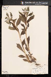 Lithospermum latifolium image