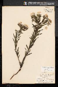 Lithospermum caroliniense image