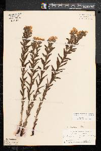 Lithospermum caroliniense image