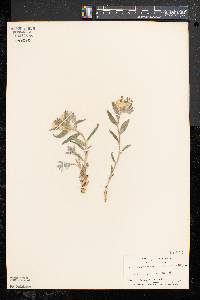 Lithospermum canescens image