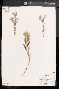 Lithospermum canescens image