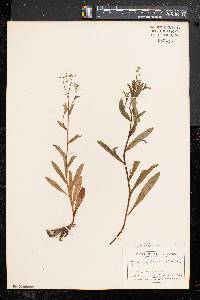 Myosotis laxa image