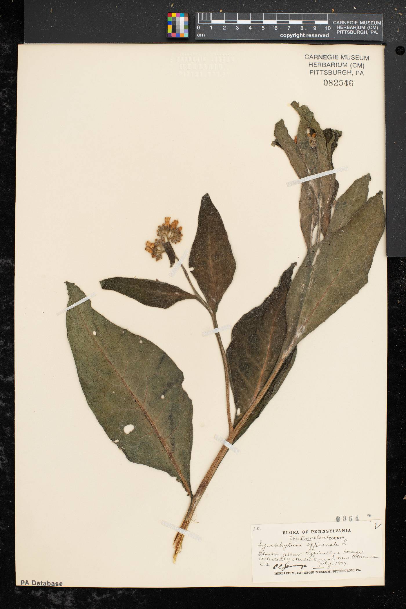 Symphytum officinale image