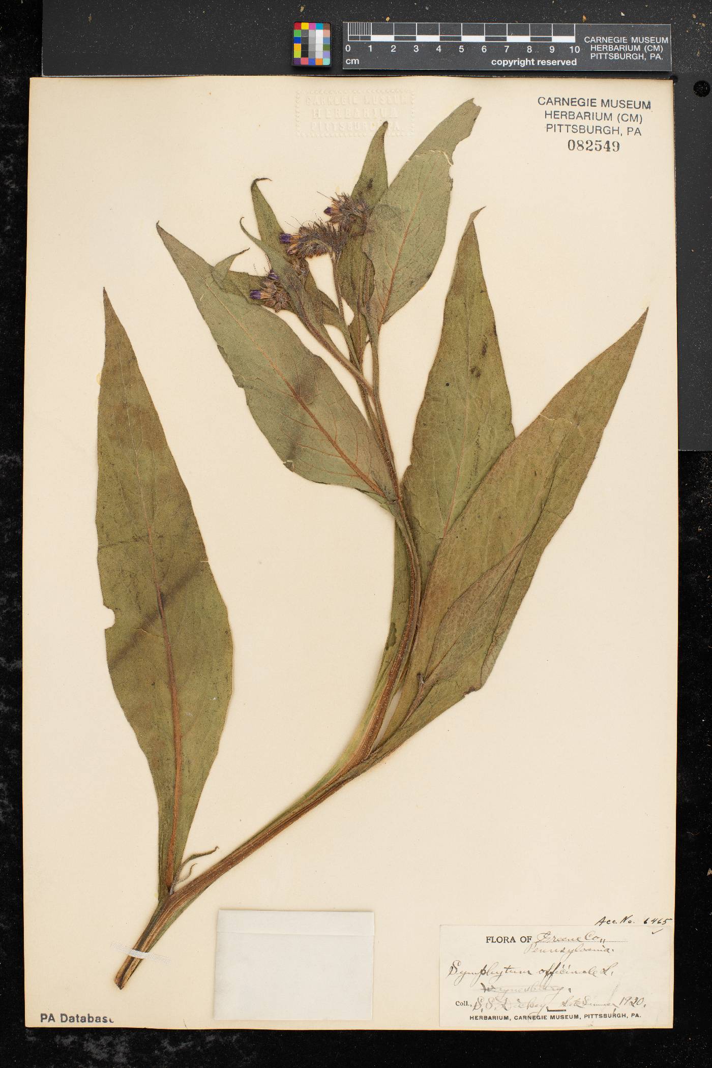Symphytum officinale image