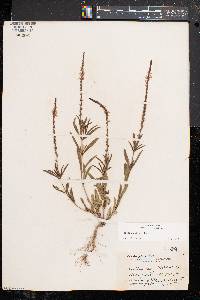 Verbena simplex image