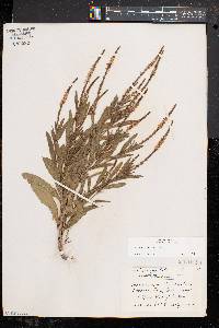 Verbena simplex image