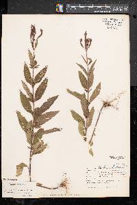 Verbena hastata image