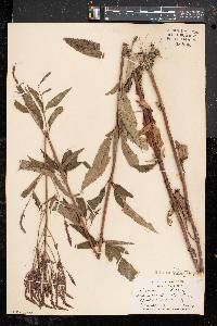 Verbena hastata image