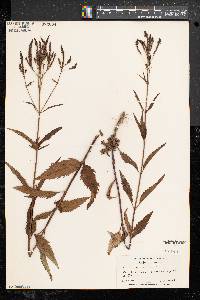 Verbena hastata image