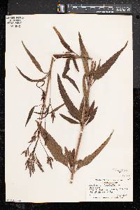 Verbena hastata image