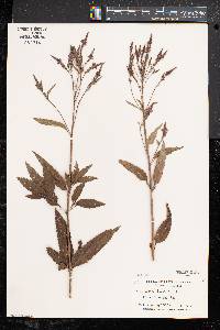 Verbena hastata image