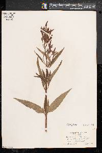 Verbena hastata image