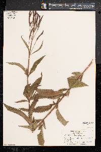 Verbena hastata image