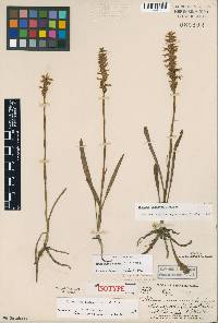 Spiranthes cernua image