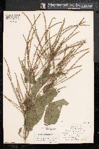 Verbena urticifolia var. urticifolia image
