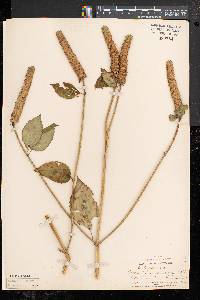 Agastache nepetoides image