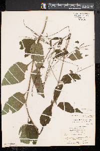 Verbena urticifolia var. leiocarpa image