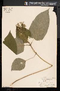 Collinsonia canadensis image