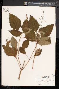 Collinsonia canadensis image