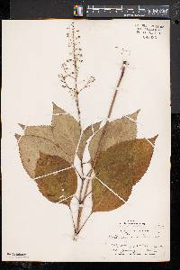 Collinsonia canadensis image