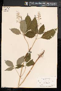 Collinsonia canadensis image