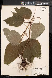 Collinsonia canadensis image