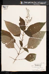 Collinsonia canadensis image