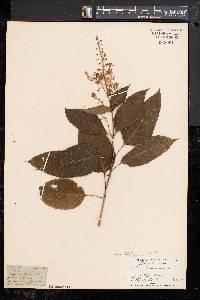 Collinsonia canadensis image