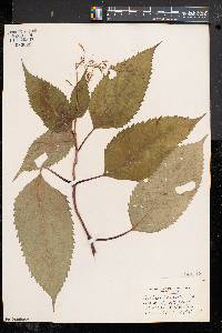 Collinsonia canadensis image