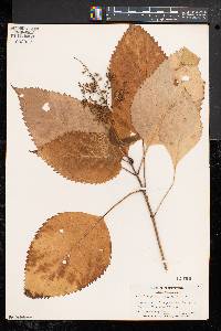 Collinsonia canadensis image