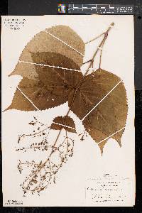 Collinsonia canadensis image