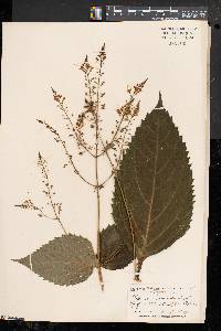 Collinsonia canadensis image