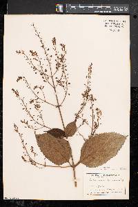 Collinsonia canadensis image