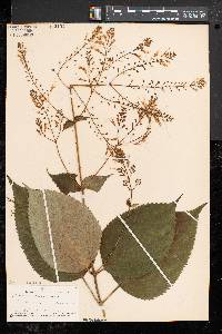 Collinsonia canadensis image