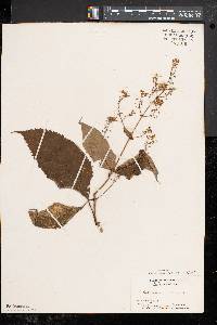 Collinsonia canadensis image