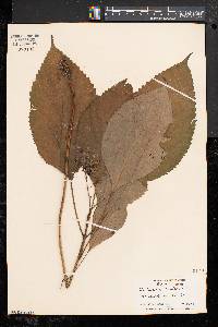 Collinsonia canadensis image