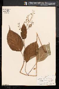 Collinsonia canadensis image