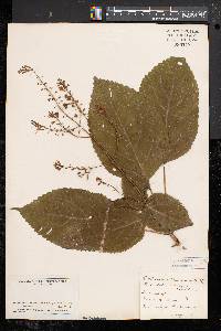 Collinsonia canadensis image