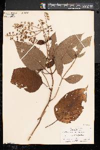 Collinsonia canadensis image