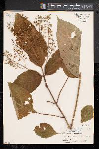 Collinsonia canadensis image