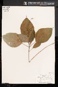 Collinsonia canadensis image