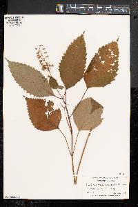 Collinsonia canadensis image